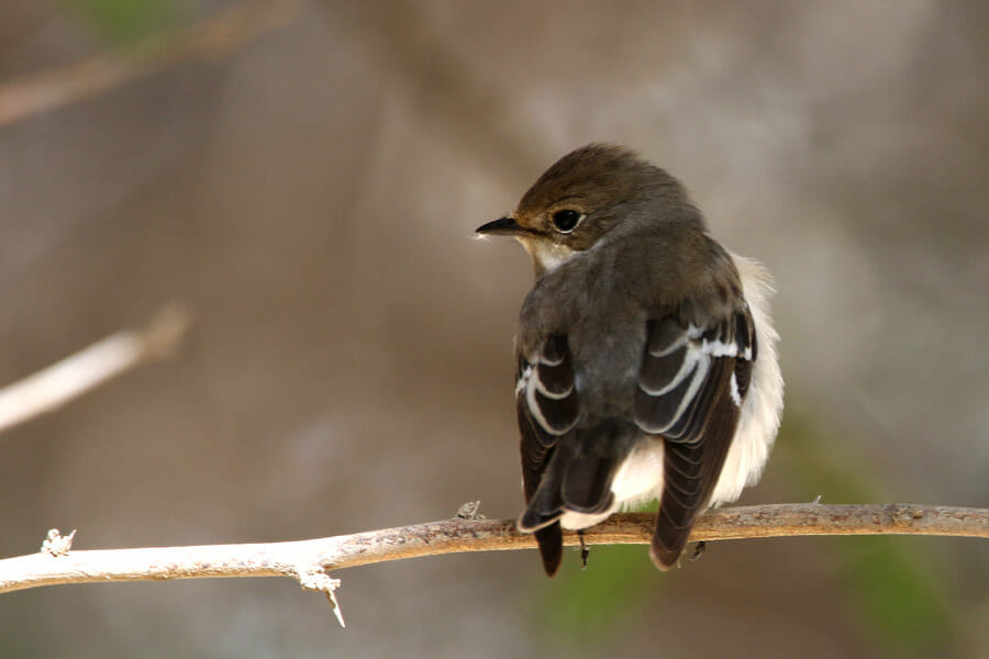 Semi-collared Flycatcher perched on a branch of a tree