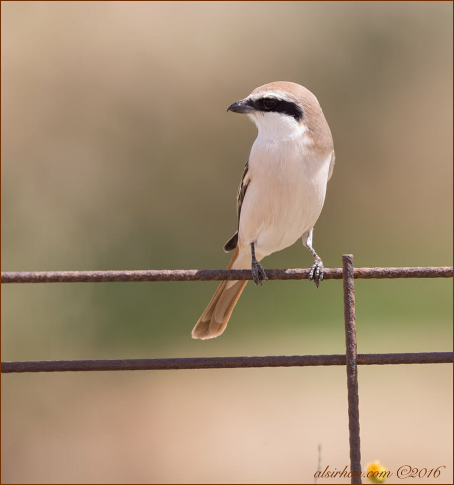 Turkestan Shrike Lanius phoenicuroides
