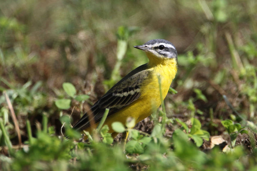 Sykes’s Wagtail standing on the ground