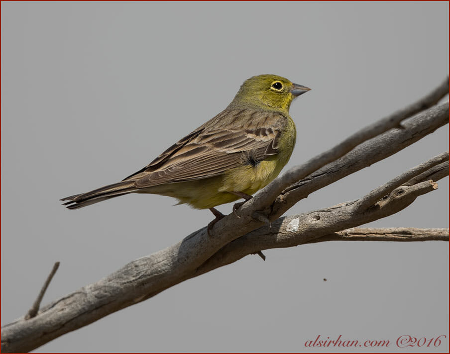 Eastern Cinereous Bunting Emberiza (cineracea) semenowi