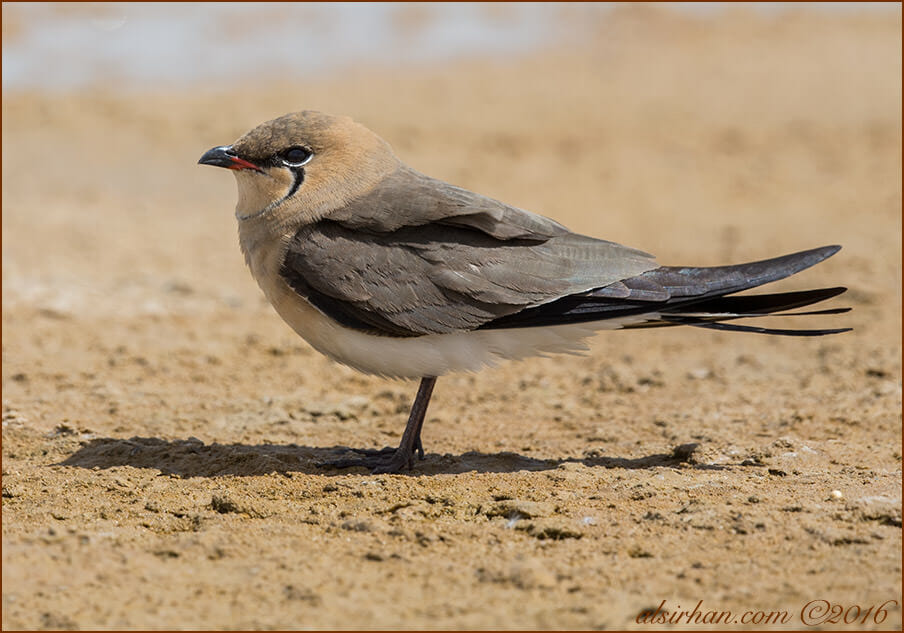 Collared Pratincole Glareola pratincola