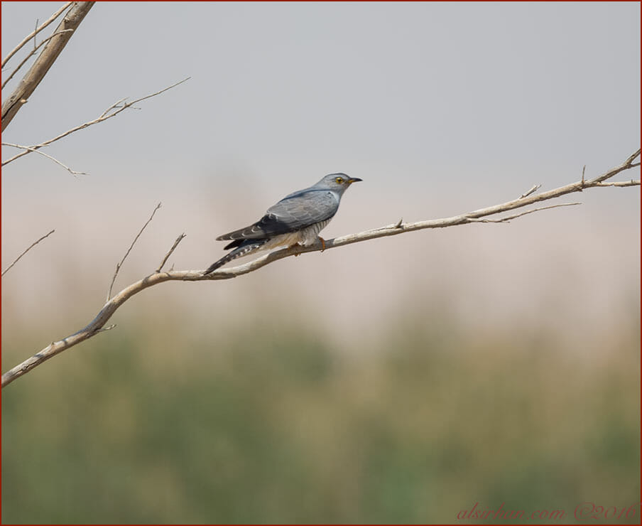 Common Cuckoo Cuculus canorus