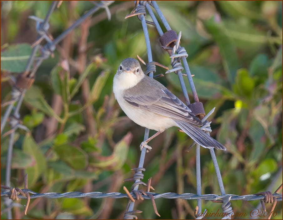 Eastern Olivaceous Warbler Iduna pallida