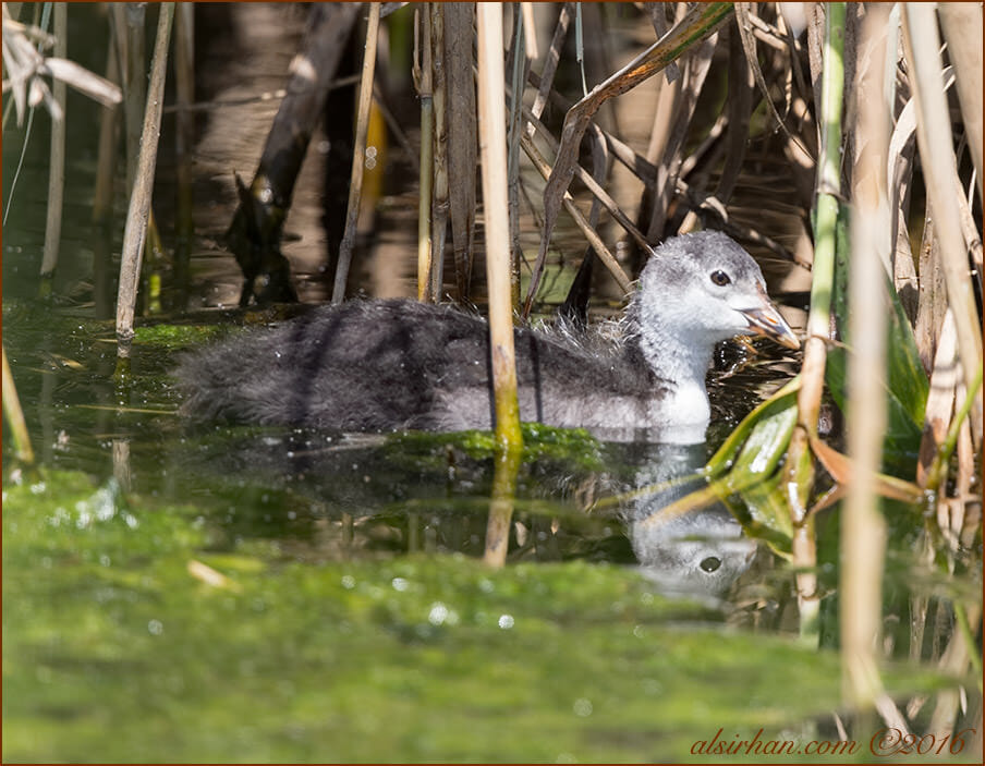 Eurasian Coot Fulica atra juvenile
