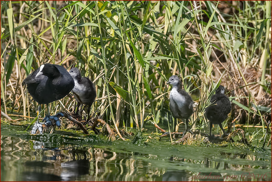 Eurasian Coot Fulica atra