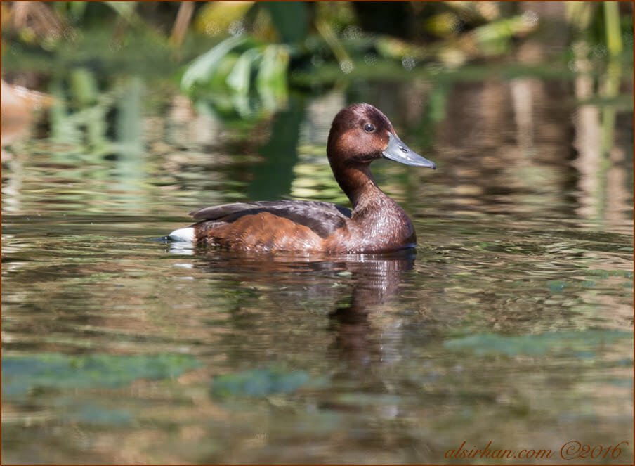 Ferruginous Duck Aythya nyroca
