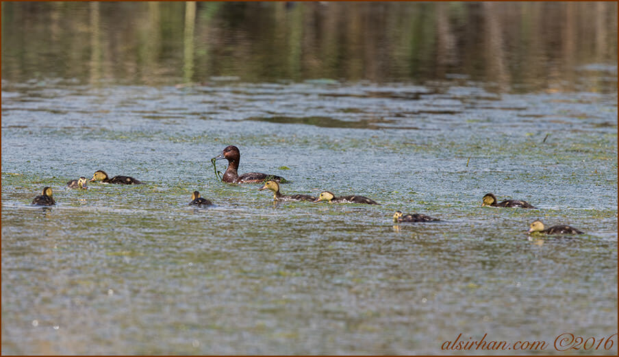 Ferruginous Duck Aythya nyroca