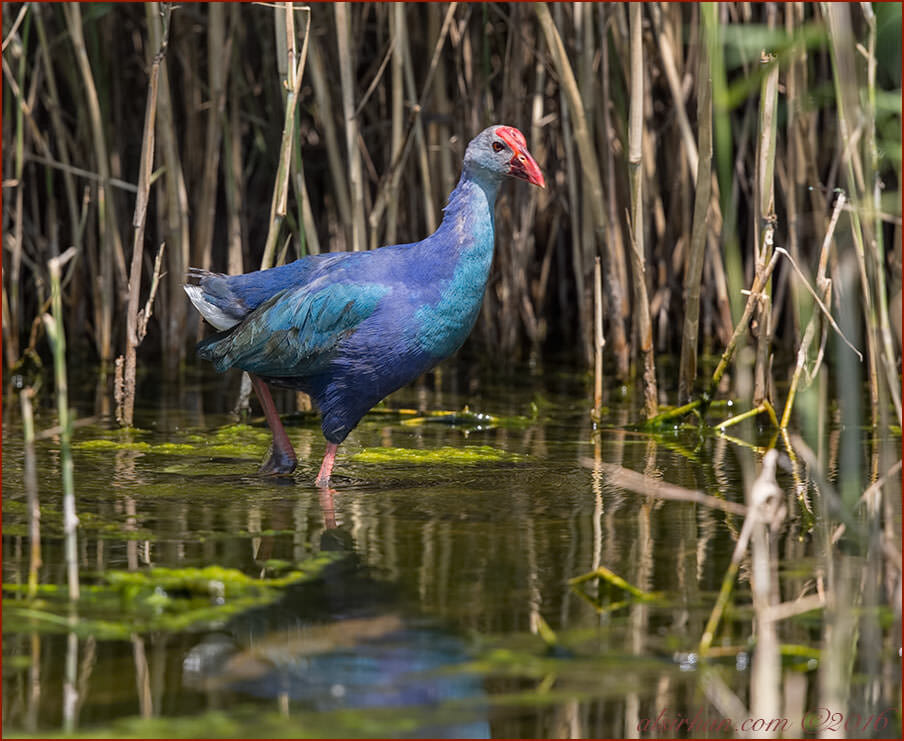 Grey-headed Swamphen Porphyrio (porphyrio) poliocephalus
