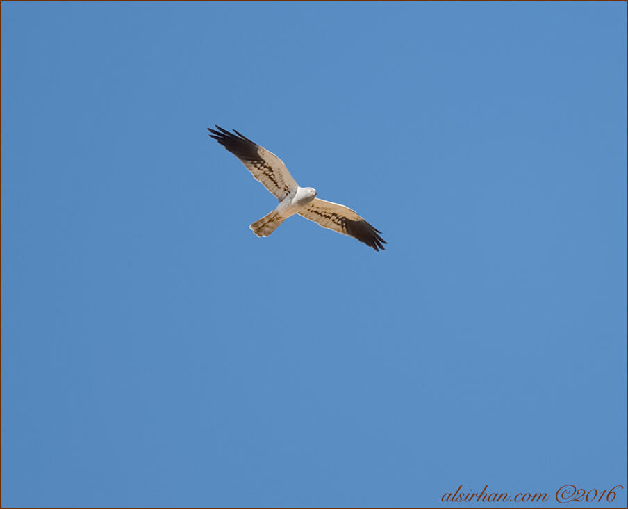 Montagu's HarrierCircus pygargus