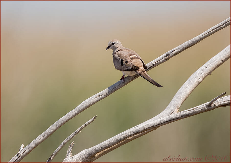 Namaqua DoveOena capensis female