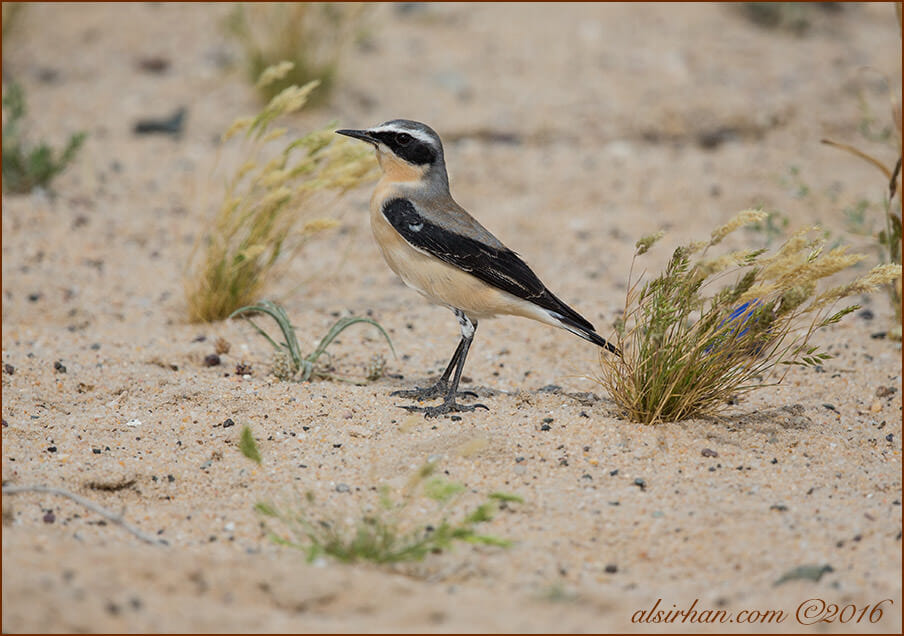Northern Wheatear Oenanthe oenanthe male