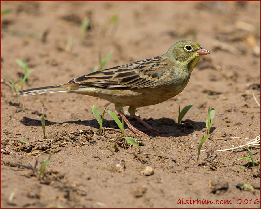 Ortolan Bunting standing on the ground