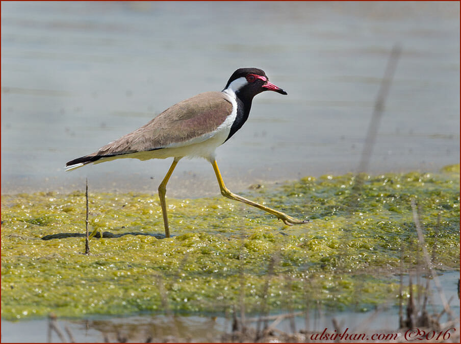 Red-wattled Lapwing Vanellus indicus