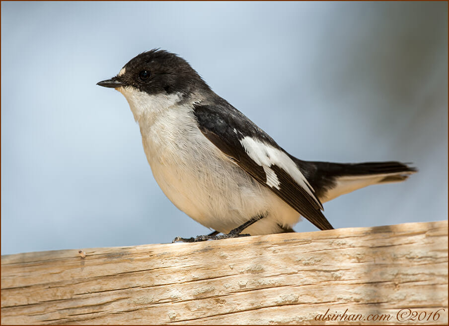 Semi-collared Flycatcher Ficedula semitorquata