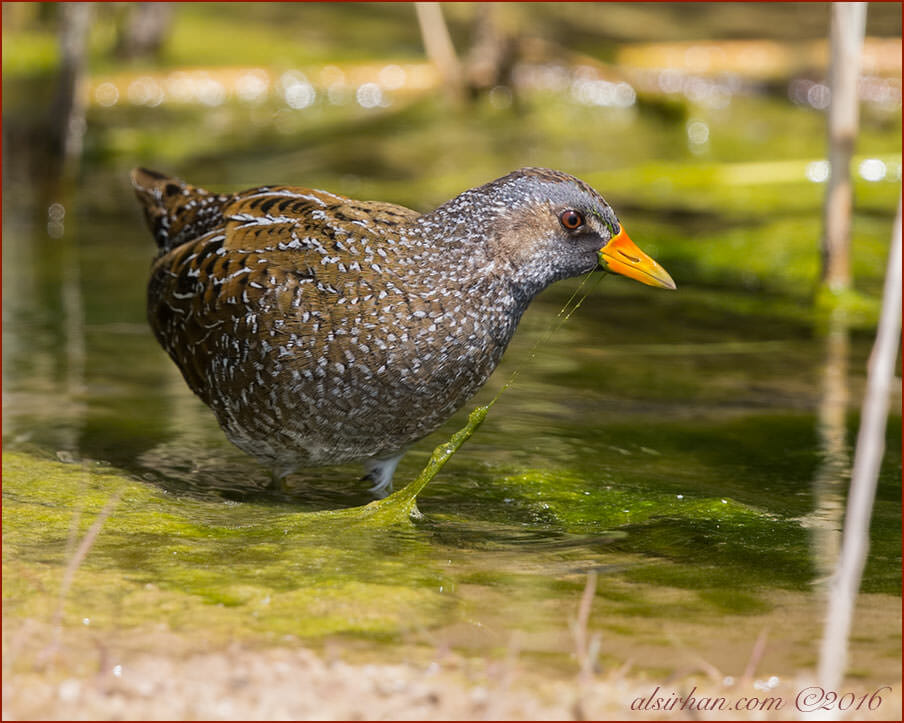 Spotted Crake Porzana porzana