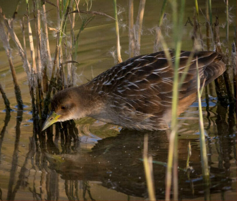 Striped Crake feeding in water