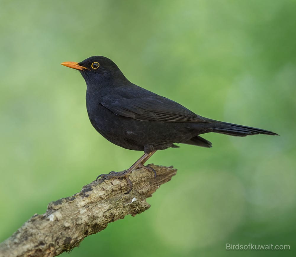 Common Blackbird Turdus merula
