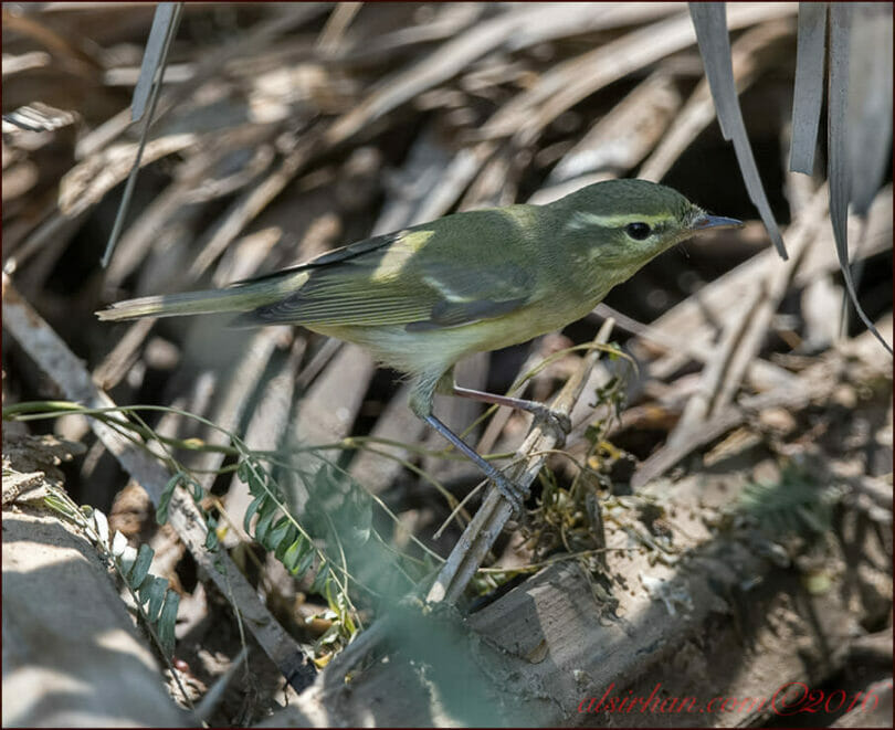 Green Warbler perched on a branch of a tree
