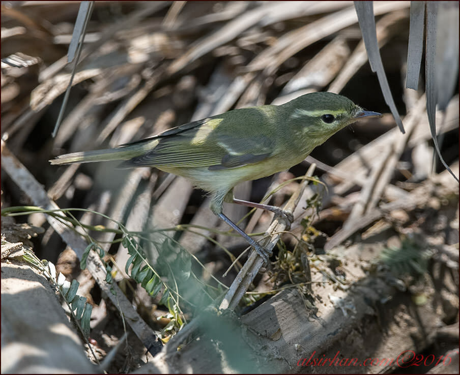 Green Warbler perched on a branch of a tree