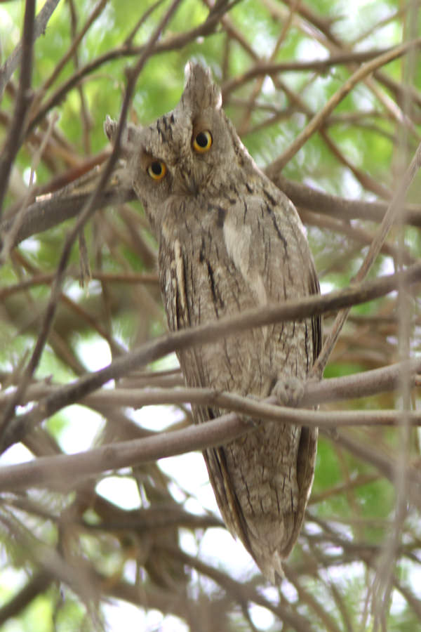 Eurasian Scops Owl perched on a branch of a tree