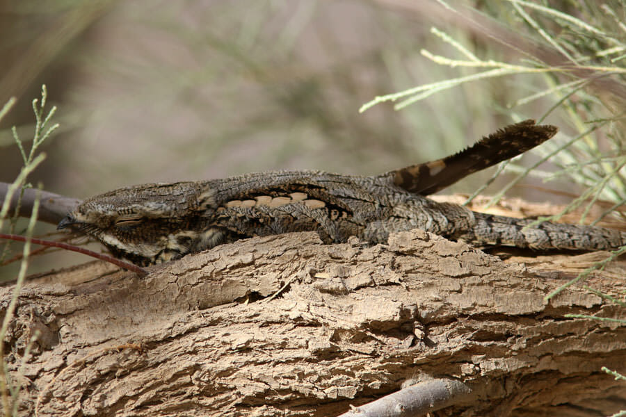European Nightjar perched on a tree truck