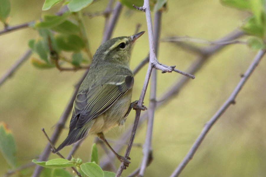 Green Warbler perched on a branch of a tree