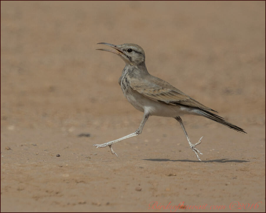 Greater Hoopoe-Lark Alaemon alaudipes