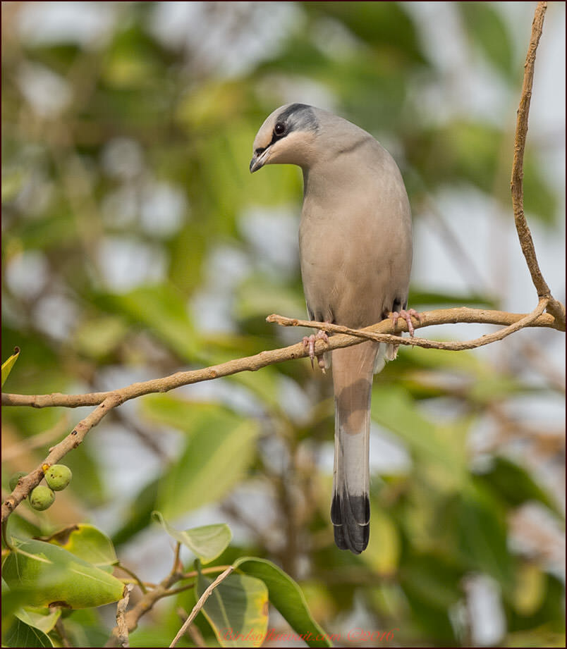 Hypocolius perched on a branch of a tree
