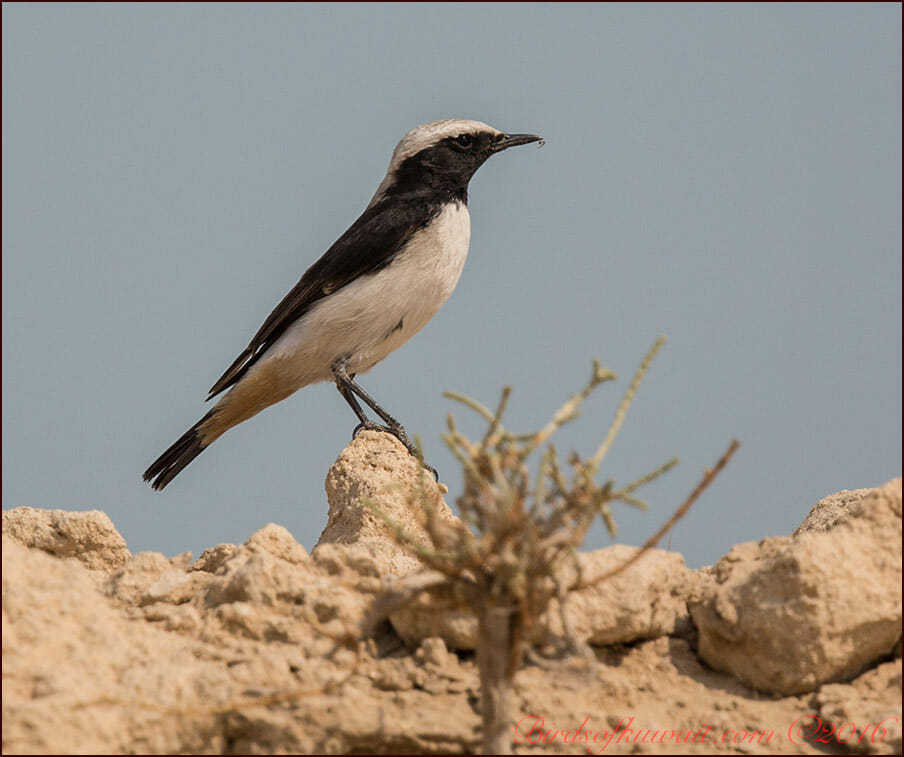 Eastern Mourning Wheatear Oenanthe lugens persica