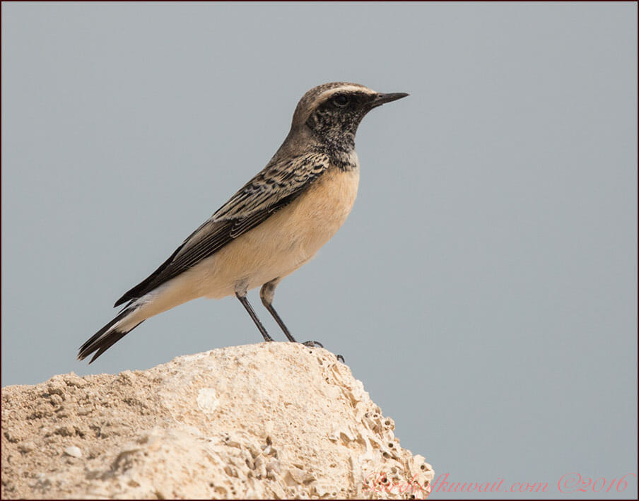 Pied Wheatear Oenanthe pleschanka