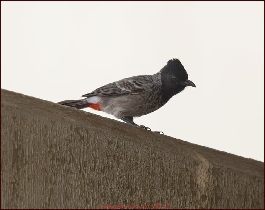 Red-vented Bulbul Pycnonotus cafer