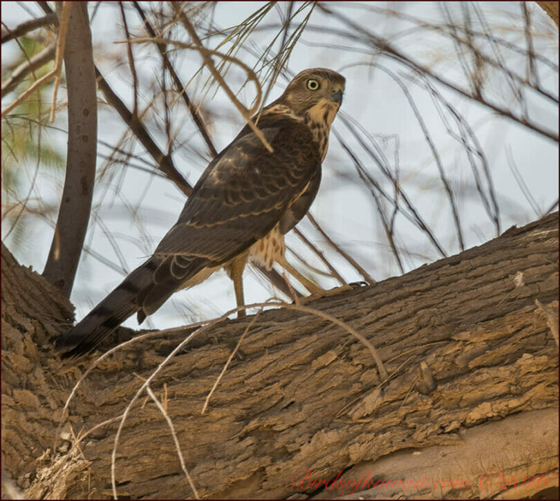 Asian Shikra Aperched on a tree truck