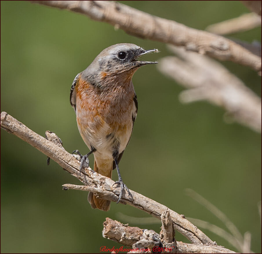 Eversmann's Redstart Phoenicurus erythronotus
