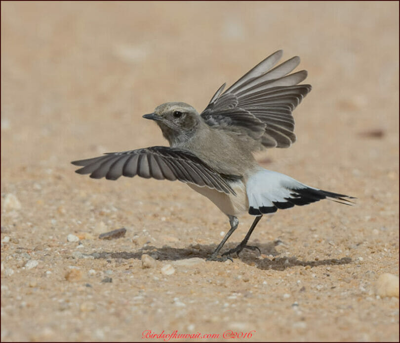 Finsch's Wheatear raising wing up as it hops towards an insect