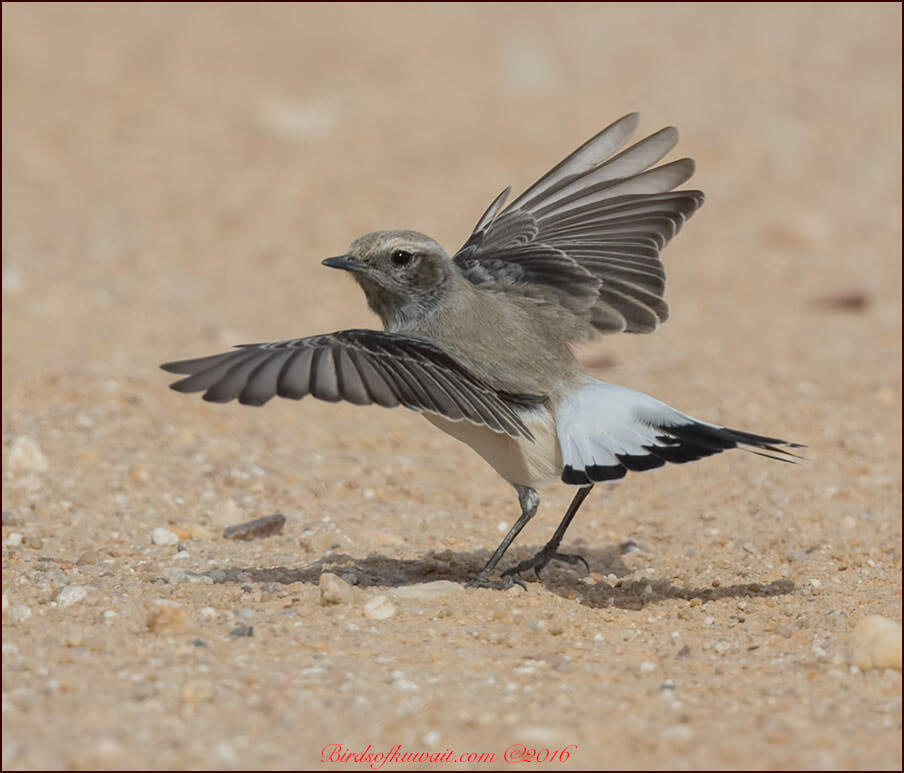 Finsch's Wheatear raising wing up as it hops towards an insect