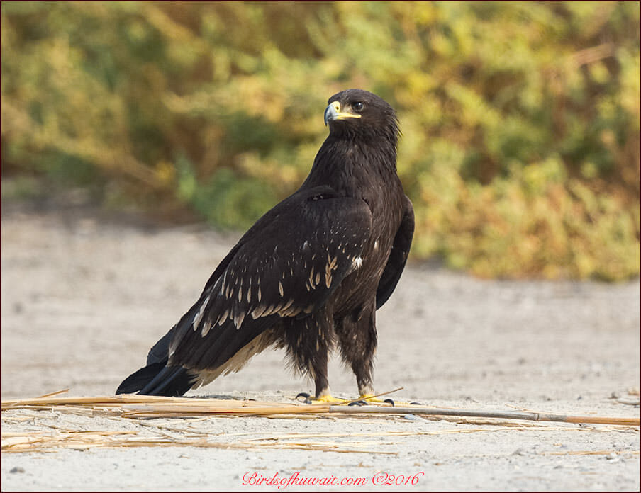 Greater Spotted Eagle Clanga clanga