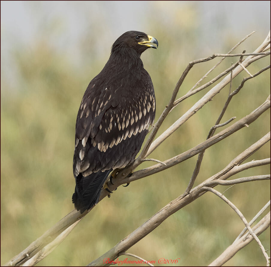 Greater Spotted Eagle Clanga clanga