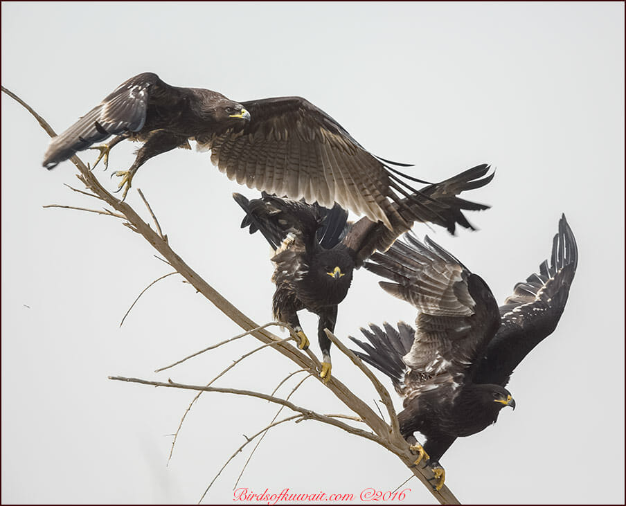 Greater Spotted Eagle Clanga clanga