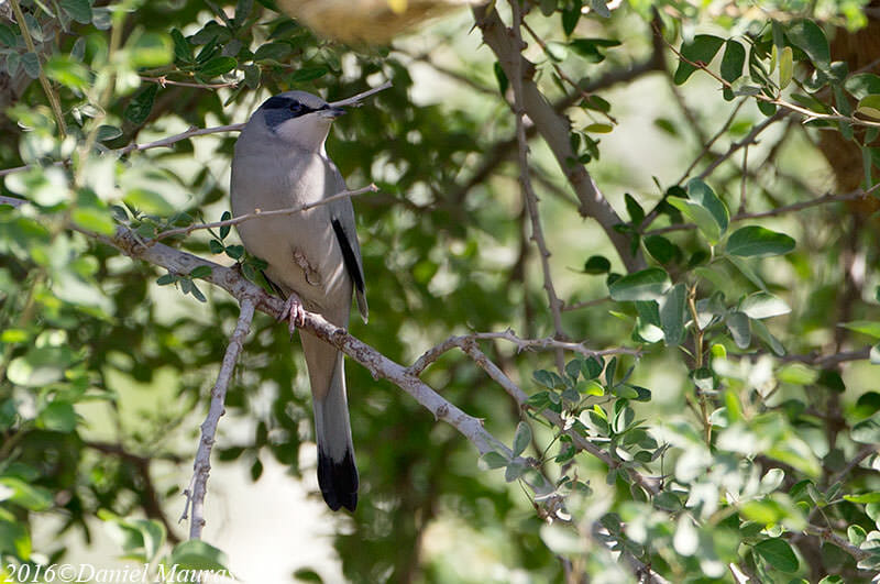 Hypocolius perched on a branch of a tree