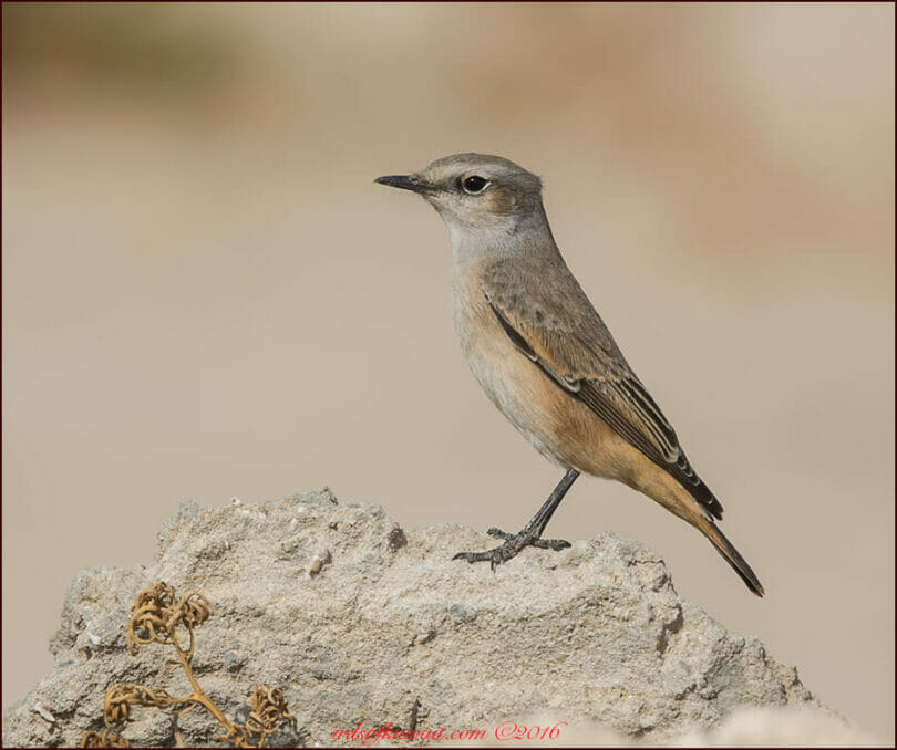 Red-tailed Wheatear perched on a rock