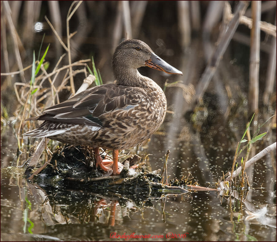 Northern Shoveler Anas clypeata