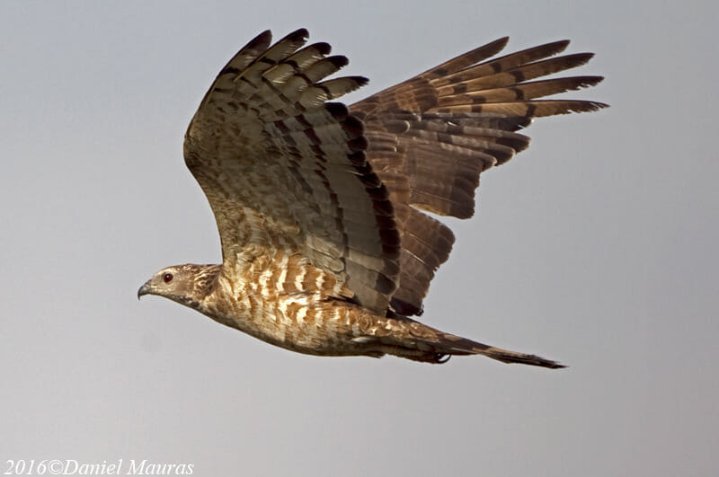 Crested Honey Buzzard in flight