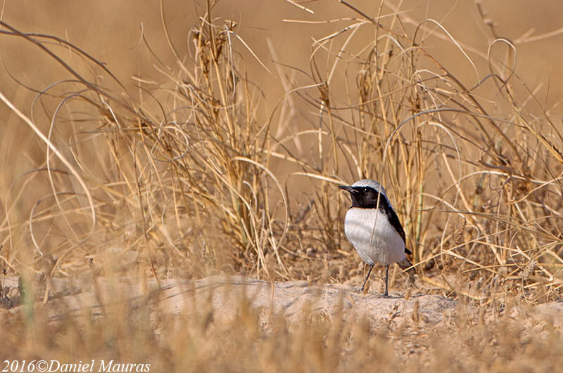 Finsch’s Wheatear standing on the ground
