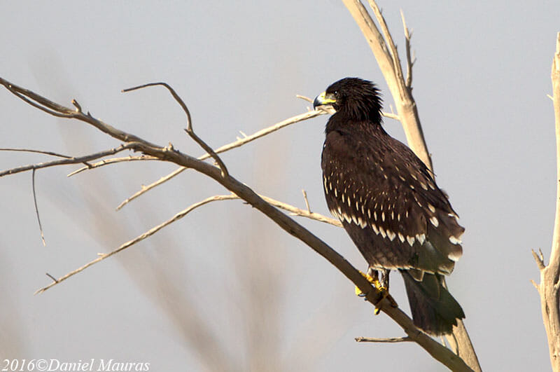 Greater Spotted Eagle perched on a branch of a tree
