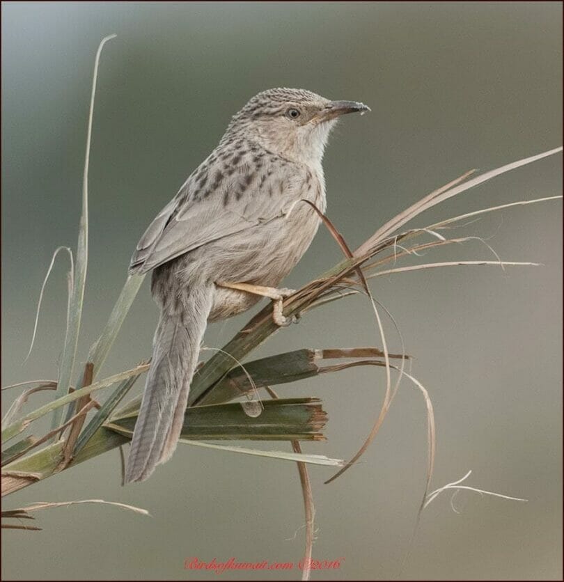 Afghan Babbler Argya huttoni