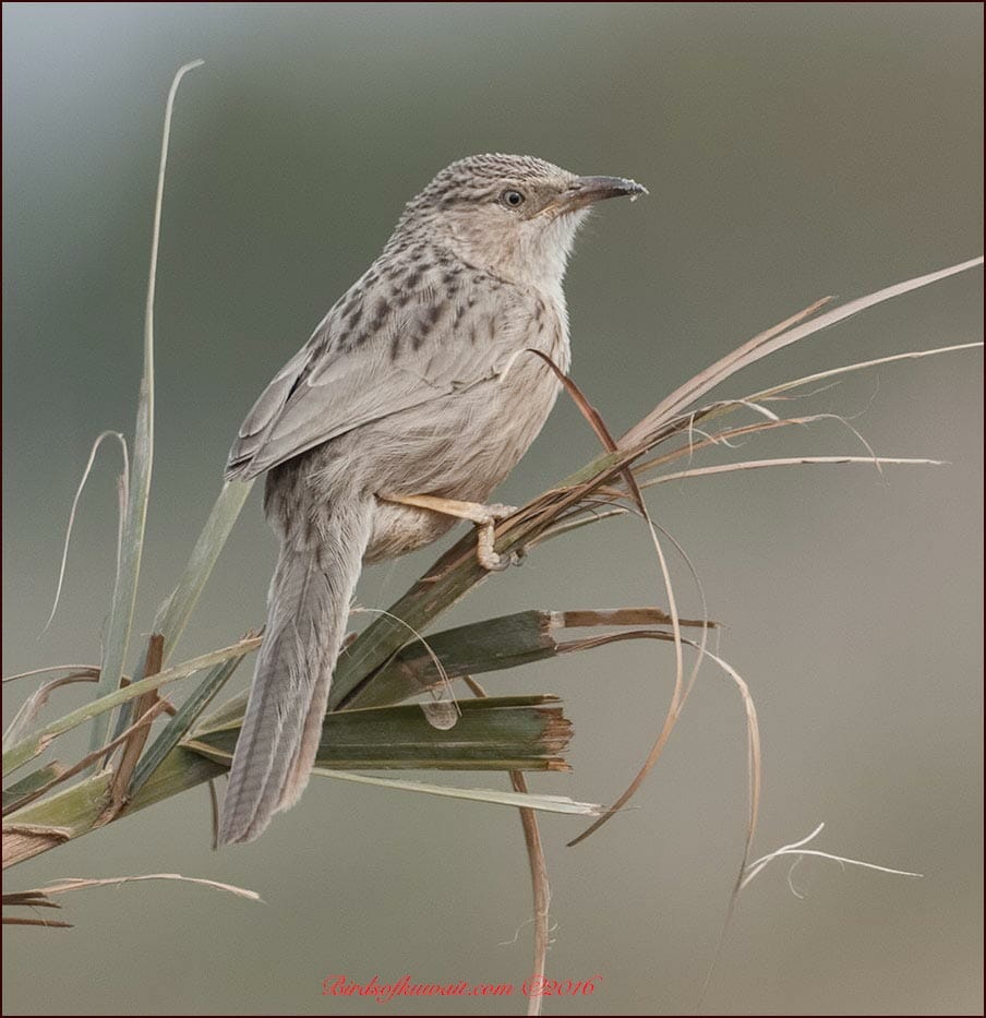 Afghan Babbler Argya huttoni