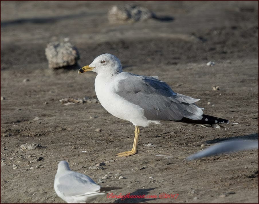 Armenian Gull Larus armenicus