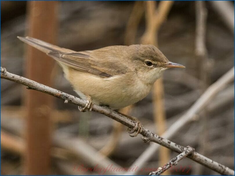 Caspian Reed Warbler perched on a branch of a tree