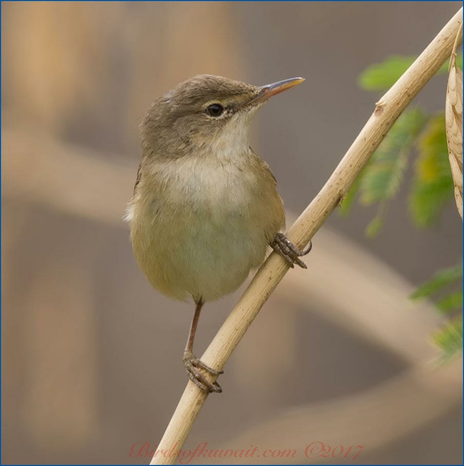 Caspian Reed Warbler Acrocephalus (scirpaceus) fuscus