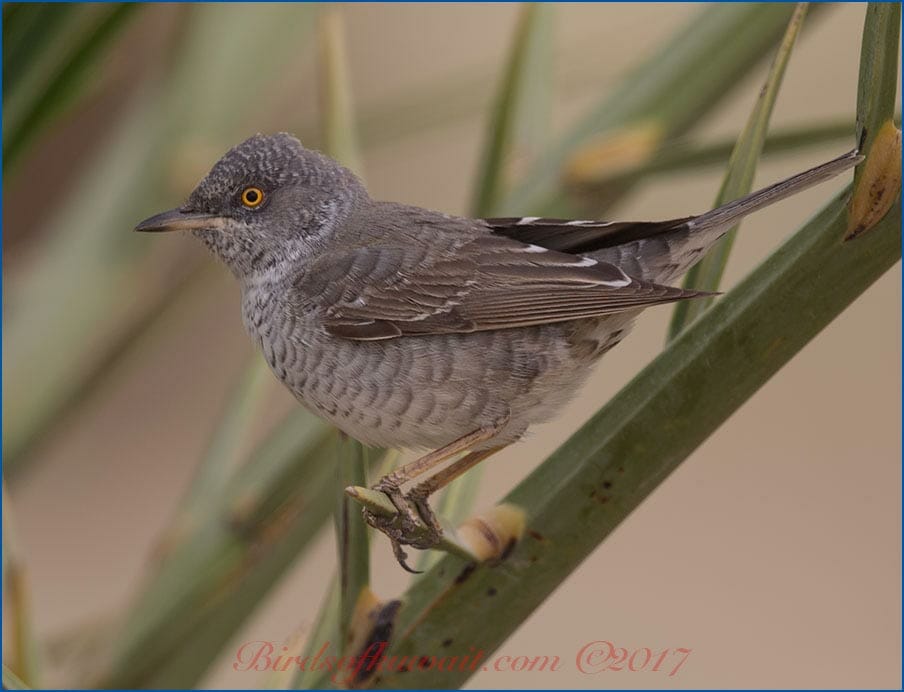 Barred Warbler Sylvia nisoria